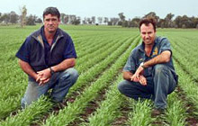 Consistent Yields Achieved at Narrabri